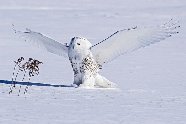 Snowy Owl - strike with eyes closed - Lynda Goff Photography