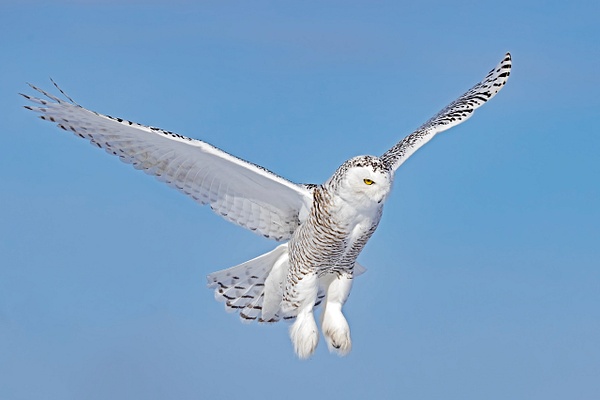 Snowy Owl hovering over potential prey - Lynda Goff Photography 
