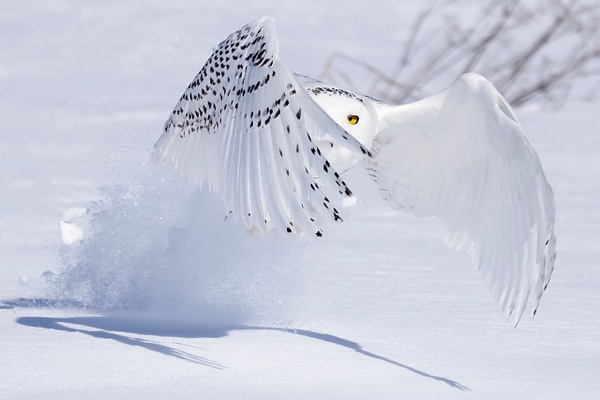 Snowy Owl lifting with prey - Lynda Goff Photography 