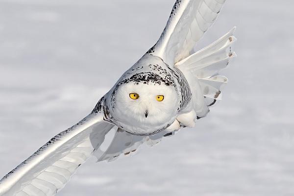 Snowy Owl yellow eyes - New Photographs - Lynda Goff Photography
