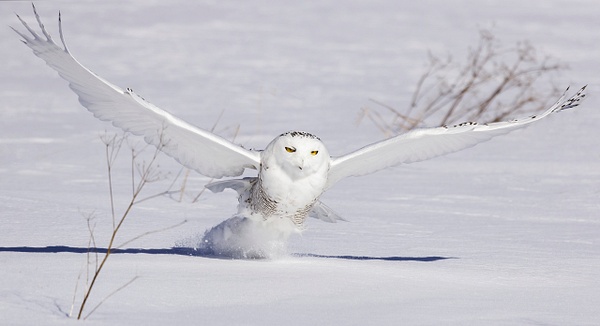 Snowy Owl - lift off with prey - New Photographs - Lynda Goff Photography