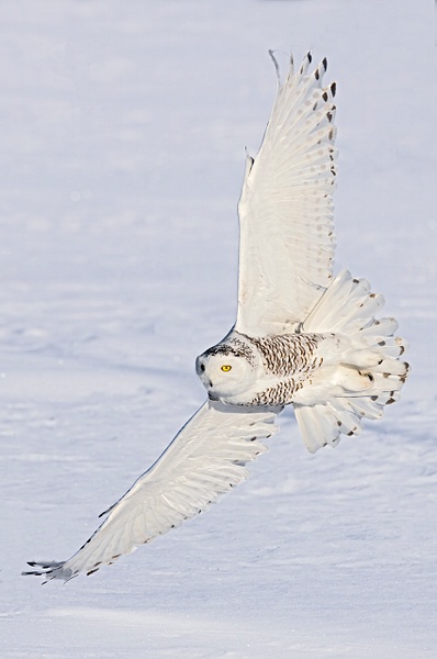 Snowy Owl - Lynda Goff Photography 