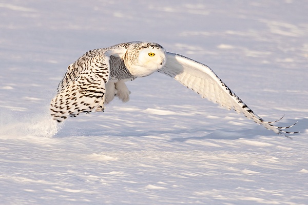 Sunset - Snowy Owl with prey - Lynda Goff Photography