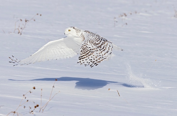 Snowy Owl blast off with prey - Lynda Goff Photography