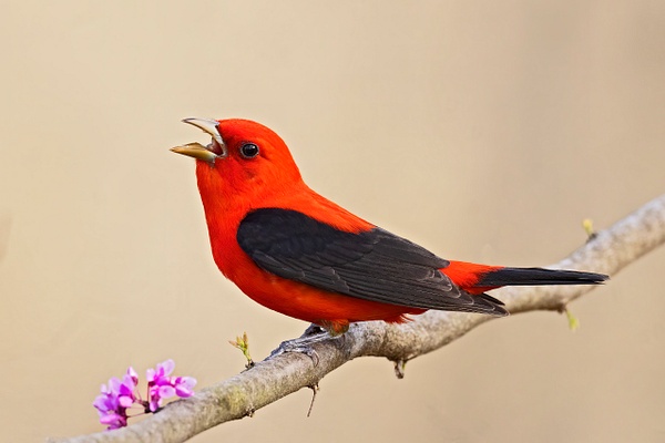 Scarlet-tanager - Ohio Spring Migration 2022 - Lynda Goff Photography