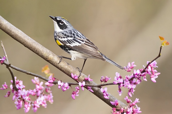 Yellow-rumped (Myrtle) Warbler - Ohio Spring Migration 2022 - Lynda Goff Photography 