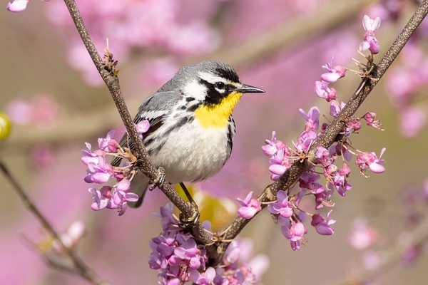 Yellow-throated Warbler - Ohio Spring Migration 2022 - Lynda Goff Photography