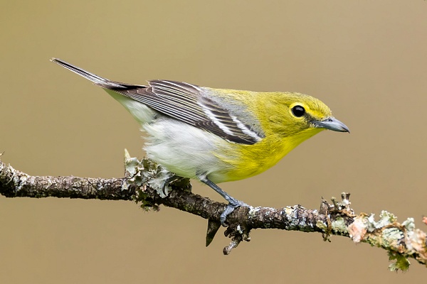 Yellow-throated Vireo - Ohio Spring Migration 2022 - Lynda Goff Photography 