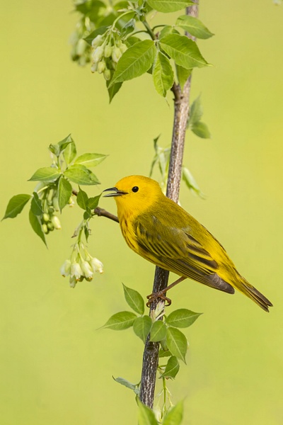 Yellow Warbler - Lynda Goff Photography