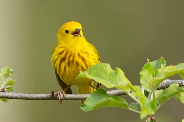 Yellow Warbler - Ohio Spring Migration 2022 - Lynda Goff Photography 