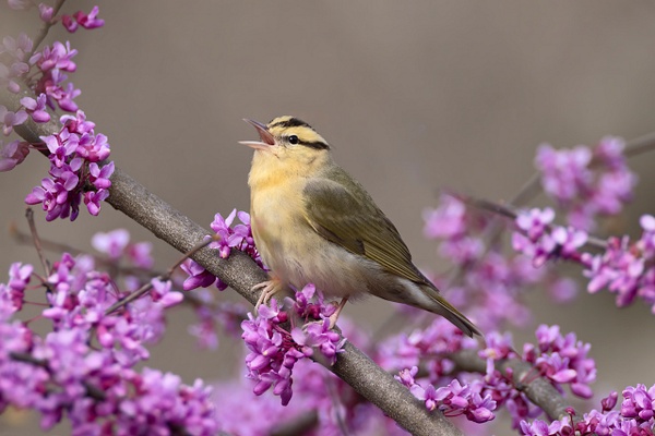 Worm-eating Warbler in Red Bud - Ohio Spring Migration 2022 - Lynda Goff Photography