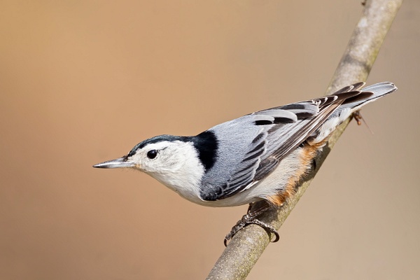 White-breasted Nuthatch - Lynda Goff Photography