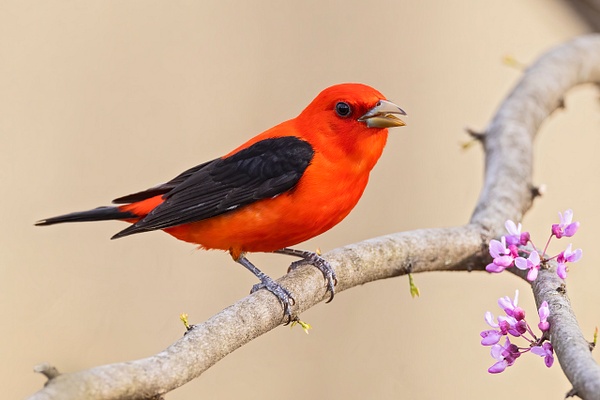Scarlet-tanager - Lynda Goff Photography 