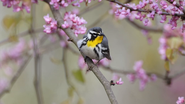 Yellow-throated Warbler- HD 1080p - Ohio Spring Migration 2022 - Lynda Goff Photography