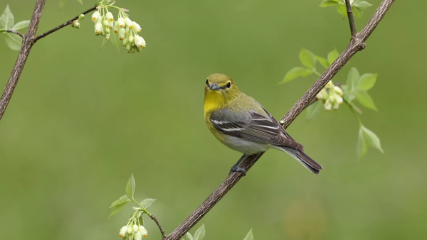 Yellow-throated Vireo - HD 1080p - Ohio Spring Migration 2022 - Lynda Goff Photography