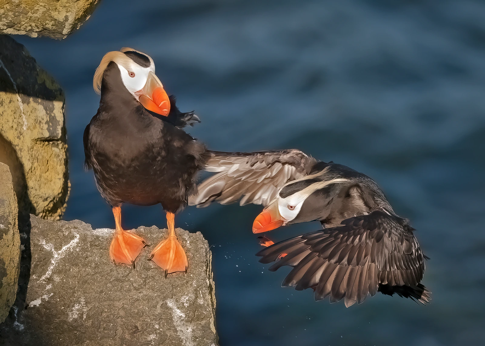 St. Paul Island Alaska  -  Wildlife Galore in the Middle of the Bering Sea (click on title to read post)
