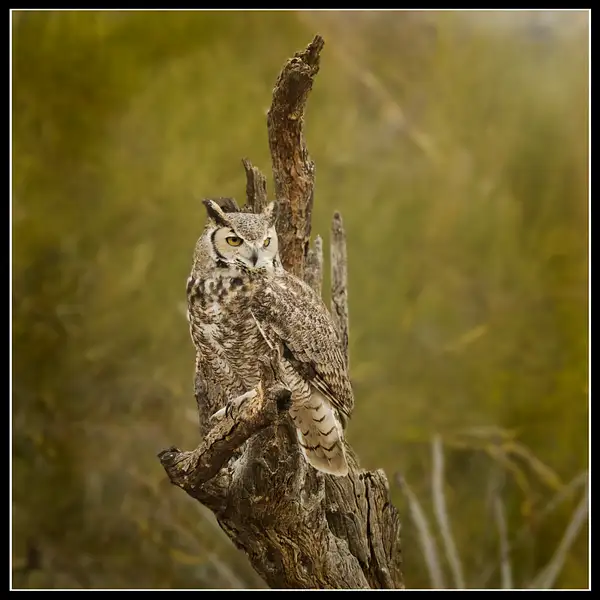 JBT220201_0008-MEGreat Horned Owl by JohnBThomas