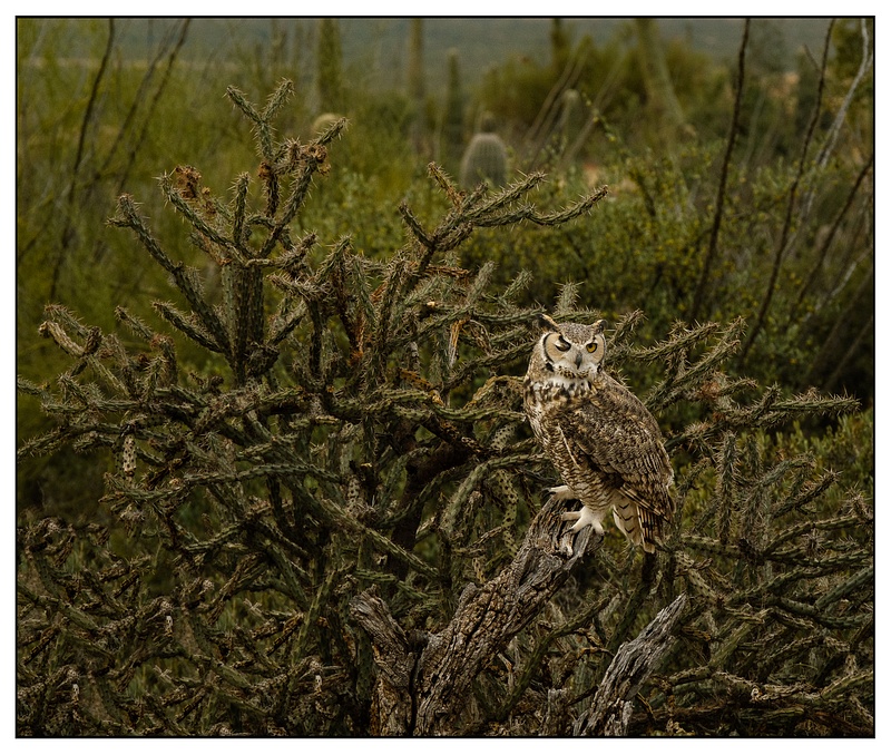 JBT220201_0054-MEGreat Horned Owl