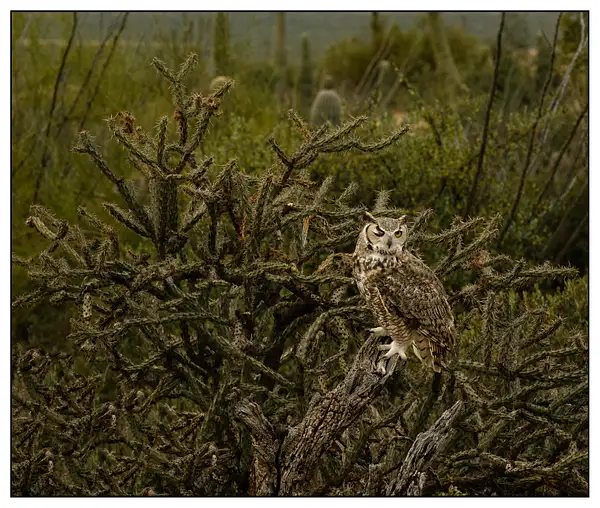 JBT220201_0054-MEGreat Horned Owl by JohnBThomas