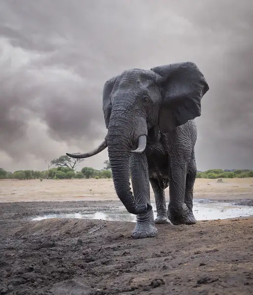 Elephant Zimbabwe by Dennus Baum