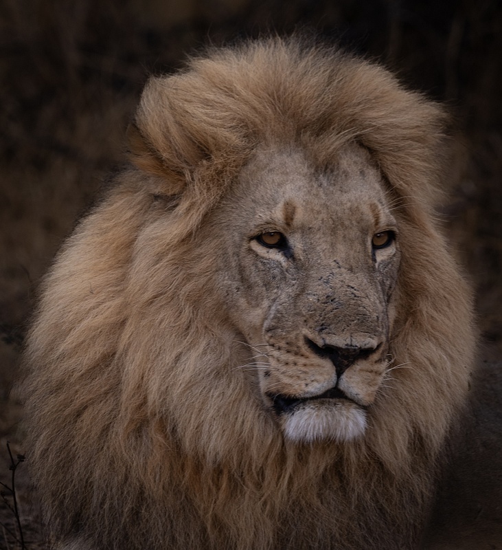 The Son of Cecil the Lion