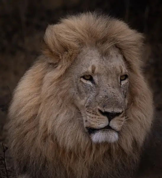 The Son of Cecil the Lion by Dennus Baum