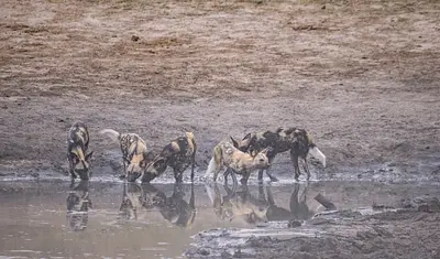 Painted Dogs Conservation Lat ML