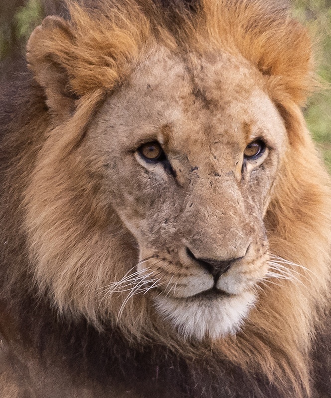 Kenya 2020 Lions-1846