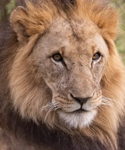 Kenya 2020 Lions-1846 by Dennus Baum