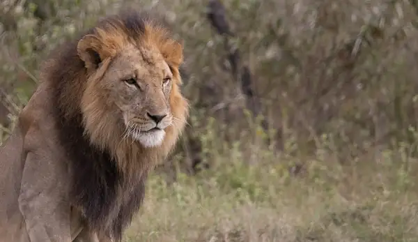 Kenya 2020 Lions-1172 by Dennus Baum