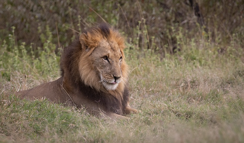 Kenya 2020 Lions-0359
