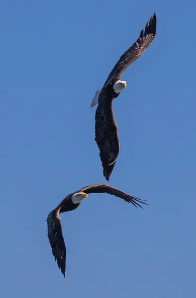 Bald Eagles by Dennus Baum by Dennus Baum