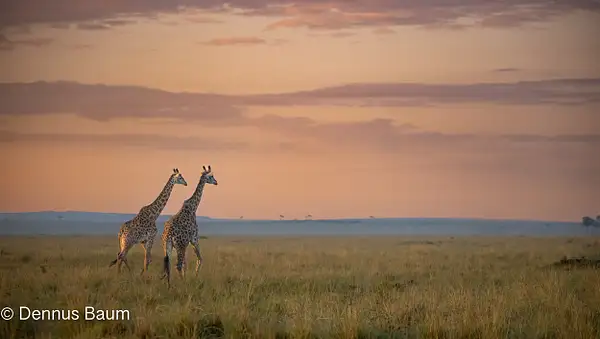Kenya Masai mara-946 by Dennus Baum