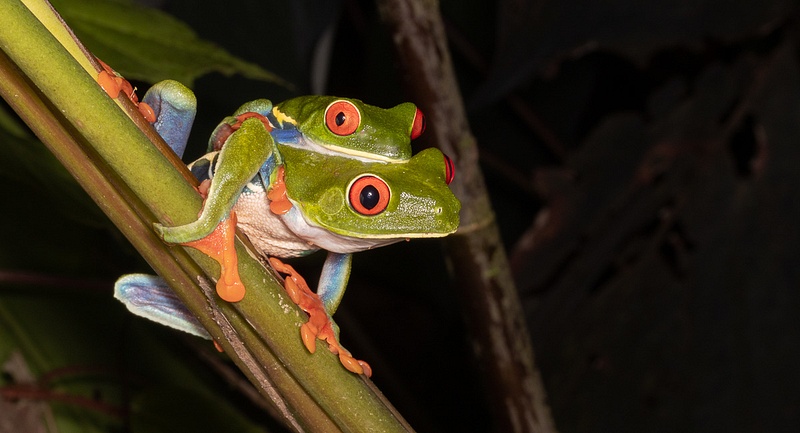 Red Eyed Tree Frog CR