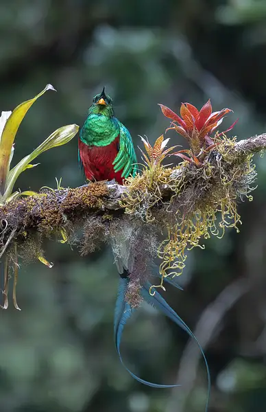 Resplendent Quetzal CR by Dennus Baum