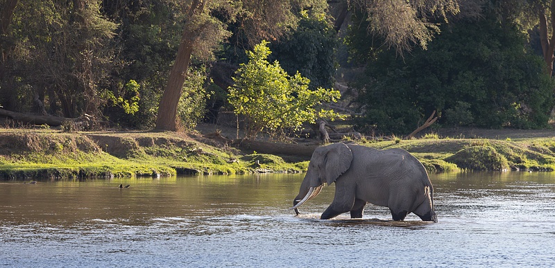Elephant Water Crossing