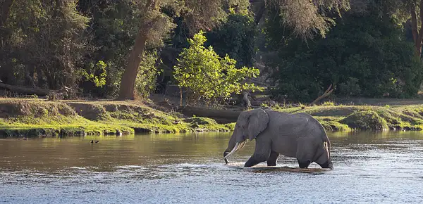 Elephant Water Crossing by Dennus Baum