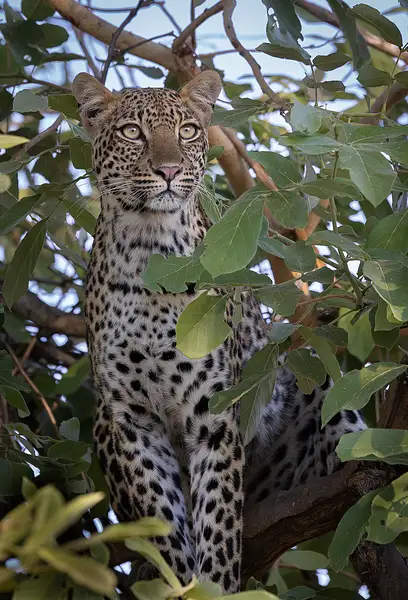 Leopard Zambia by Dennus Baum