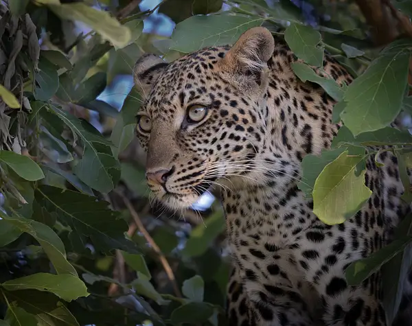 Leopard in a Tree by Dennus Baum