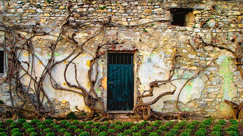 166 Dancing Vines on  a Roman Wall in Lake Como, Italy