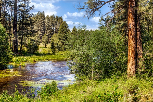 Head Waters of the Metolius River - MORE: Oregon Smiles - Ron Wolf Photography