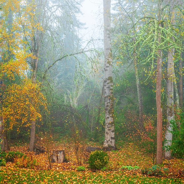 Cold  Mist of an Oregon Fall Morning - MORE: Oregon Smiles - Ron Wolf Photography 