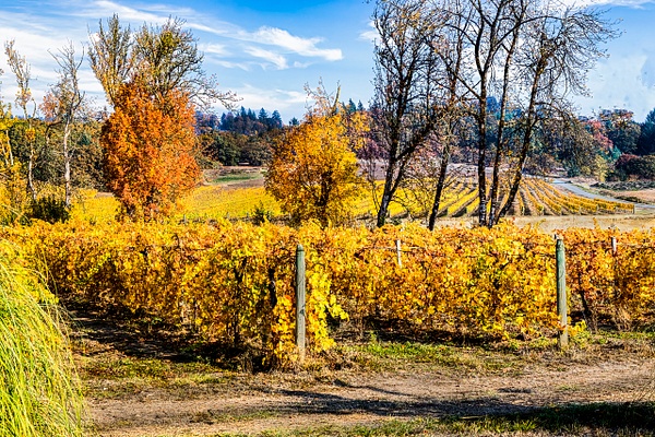 A Very Cold Fall Day in the Vineyards - MORE: Oregon Smiles - Ron Wolf Photography 