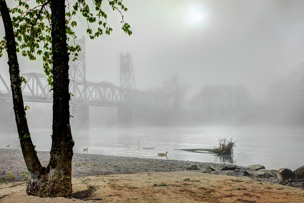 Spring Fog, Enjoyed by 3 Oregon Ducks on the Willamette River - MORE: Oregon Smiles - Ron Wolf Photography