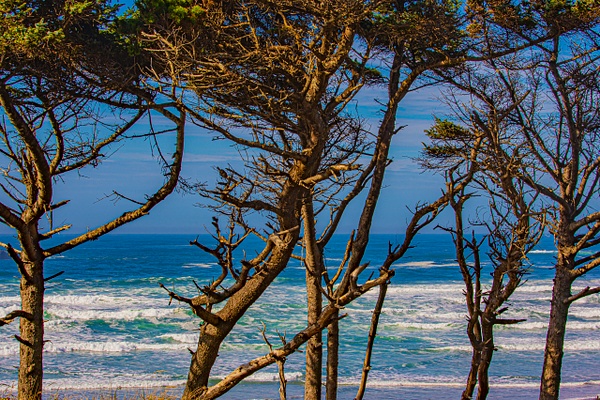 Trees of the Oregon Coastline - MORE: Oregon Smiles - Ron Wolf Photography 