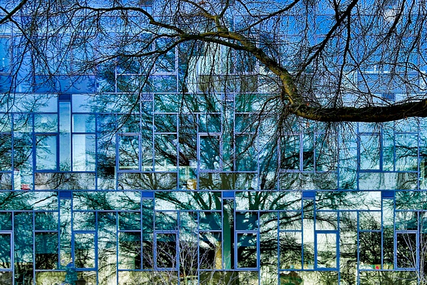 A Winter's Tree on Glass Building. Portland, Oregon - MORE: Oregon Smiles - Ron Wolf Photography