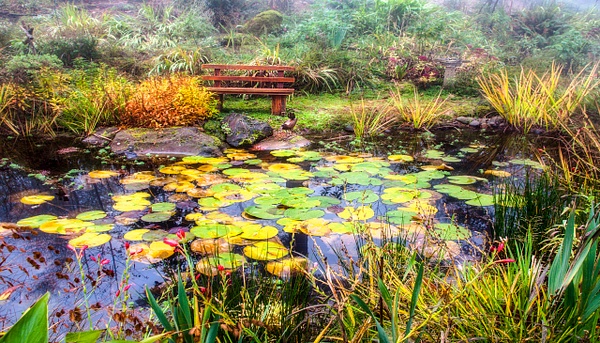 (not) Monet's Pond in the Willamette Valley - MORE: Oregon Smiles - Ron Wolf Photography