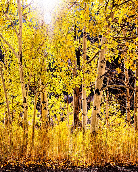 The Aspen Sun Shimmers. Colorado - America's Memories - Ron Wolf Photography