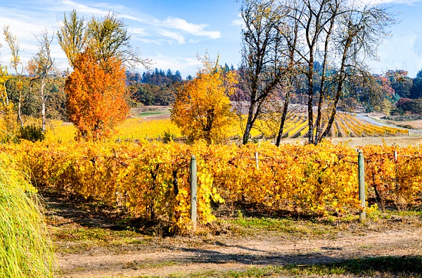An Oregon Fall Vineyard - Oregon Smiles (Landscape) - Ron Wolf Photography 