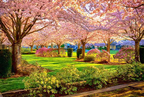 Oregon Capitol Grounds- Early Spring Cherry Trees - Oregon Smiles (Landscape) - Ron Wolf Photography
